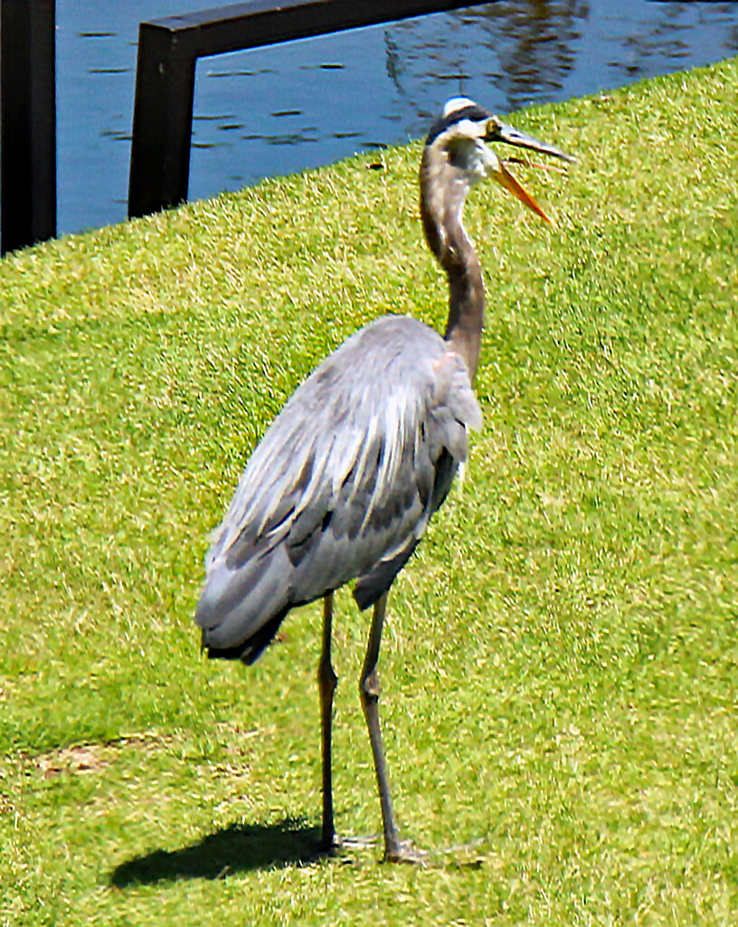 JUNE 26 Blue Heron Coughing Up Fur-Ball IMG_3703A by georgegailmcdowellcom