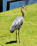 26th Jun 2023 - JUNE 26 Blue Heron Coughing Up Fur-Ball IMG_3703A