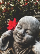 8th Jun 2023 - Baby Buddha And His Roses