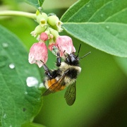 1st Jul 2023 - A Tricolor Bumblebee on a Common Snowberry Blossom