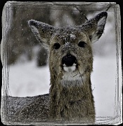 31st Jan 2011 - Bambi