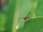 1st Jul 2023 - Stealthy milkweed beetle