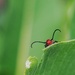 Stealthy milkweed beetle by ljmanning