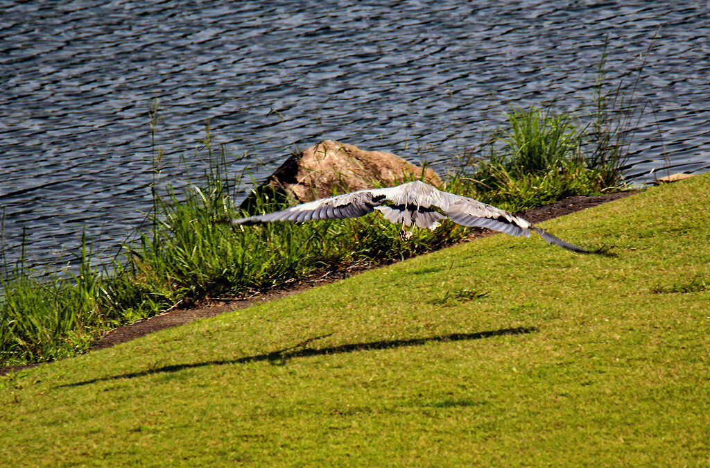 June 28 Blue Heron The Story Is In The Shadow IMG_3726 by georgegailmcdowellcom