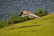 28th Jun 2023 - June 28 Blue Heron The Story Is In The Shadow IMG_3726