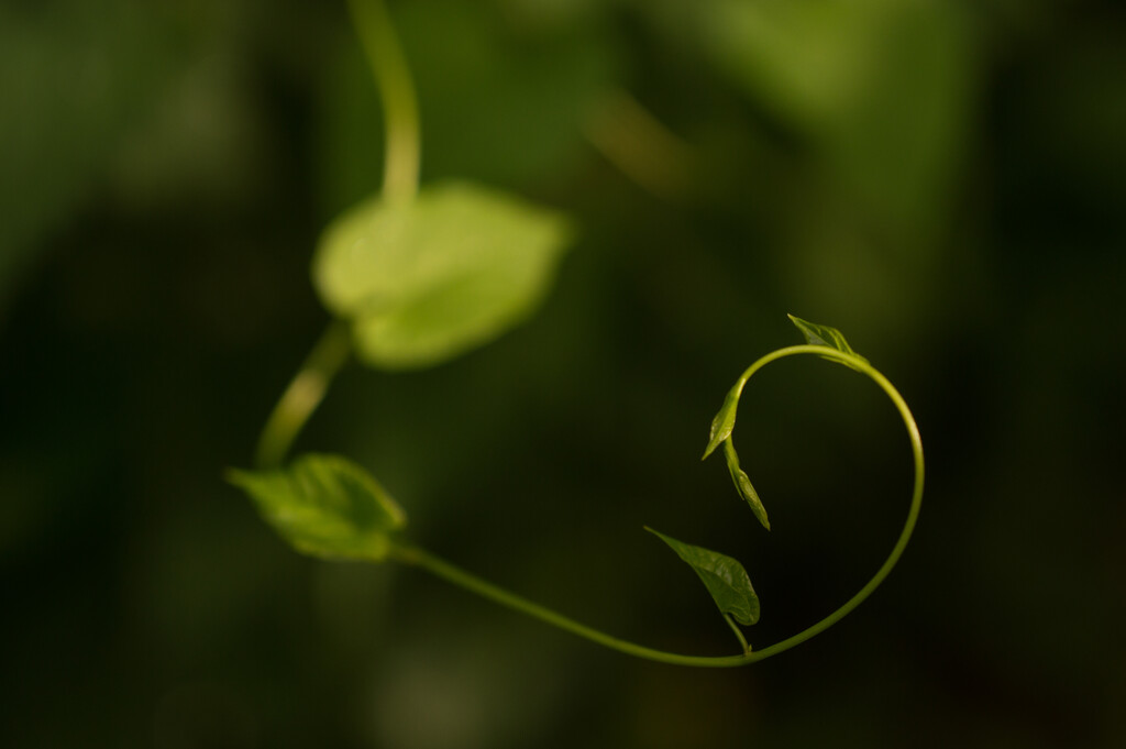 Tendril by fbailey