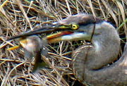 30th Jun 2023 - June 30 Blue Heron Close Up Of Fish IMG_3771AAA