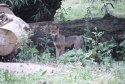 2nd Jul 2023 - Mexican Gray Wolf Cub
