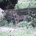 Mexican Gray Wolf Cub by randy23