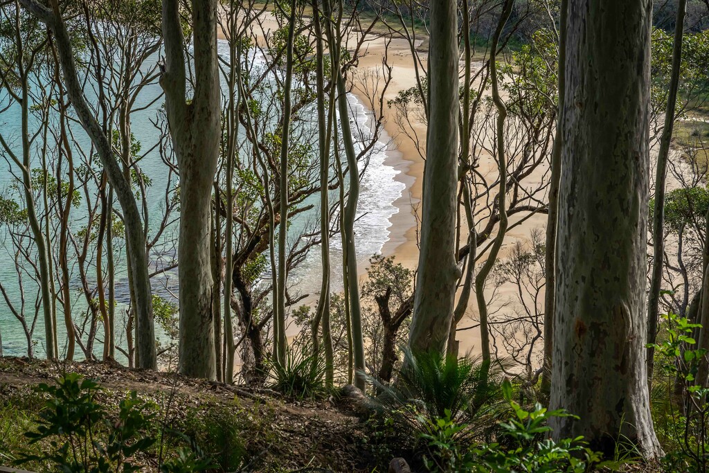 surf line through the trees by pusspup