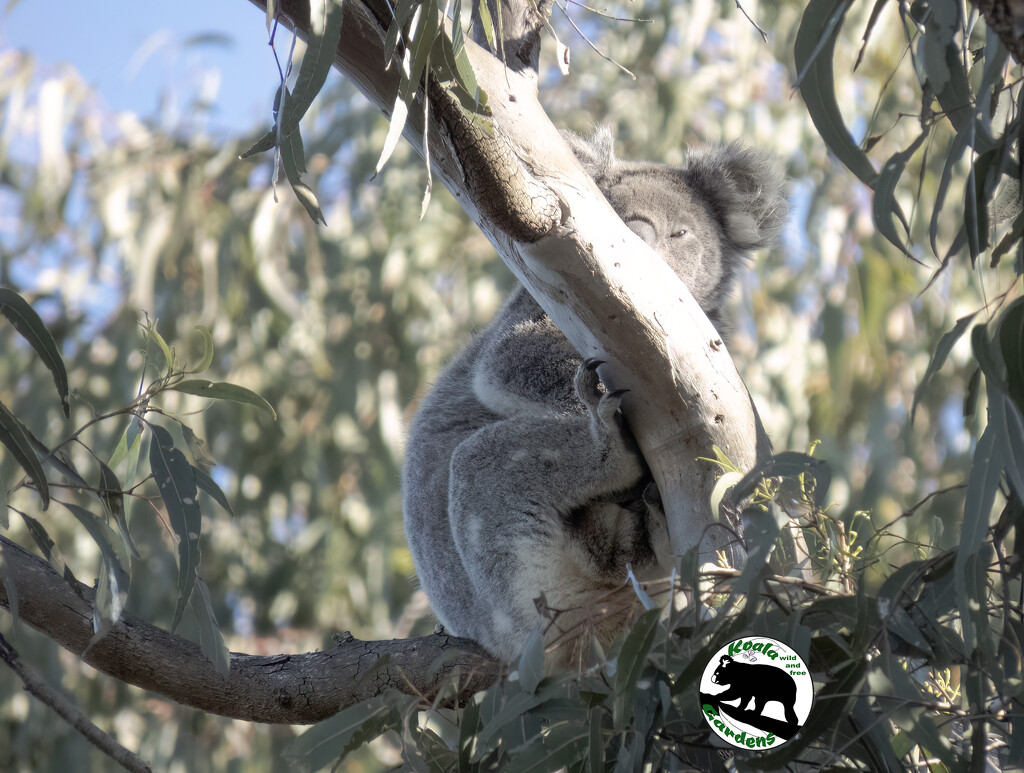 hidden secrets by koalagardens
