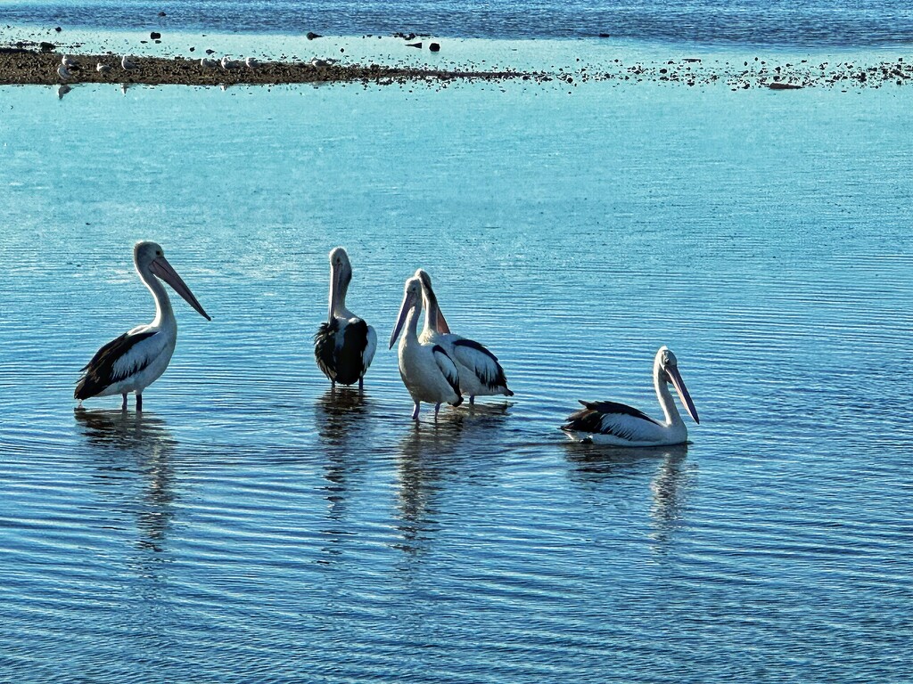 Bunch of birds by corymbia