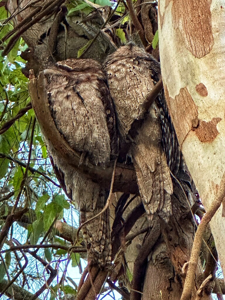 Tawny Frogmouths  by corymbia