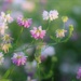 Wildflowers  by lynnz