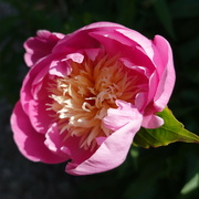 2nd Jul 2023 - peony 'bowl of beauty' in our garden