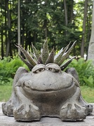 1st Jul 2023 - Froggie