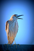 26th Jun 2023 - juvenile black-crowned night heron