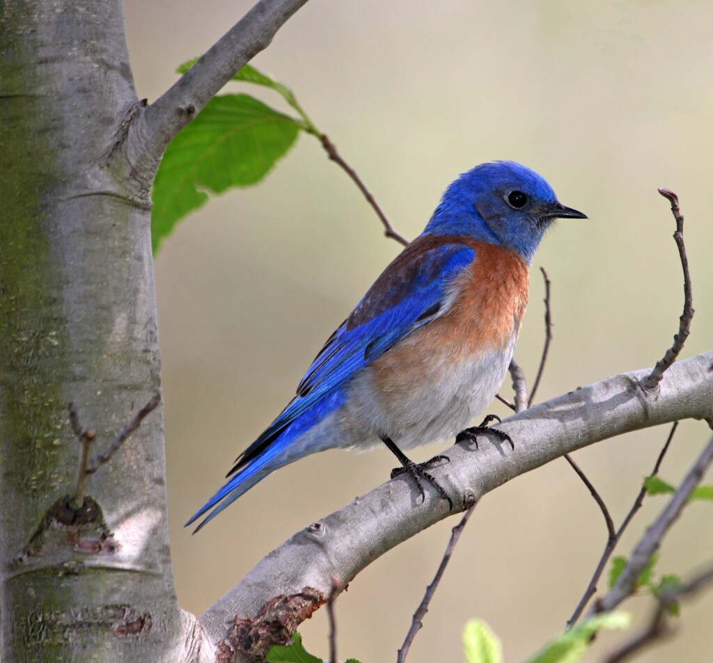 Mr. Bluebird by ellene
