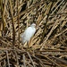 snowy egret by ellene