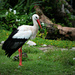 look out for mr. stork by ellene