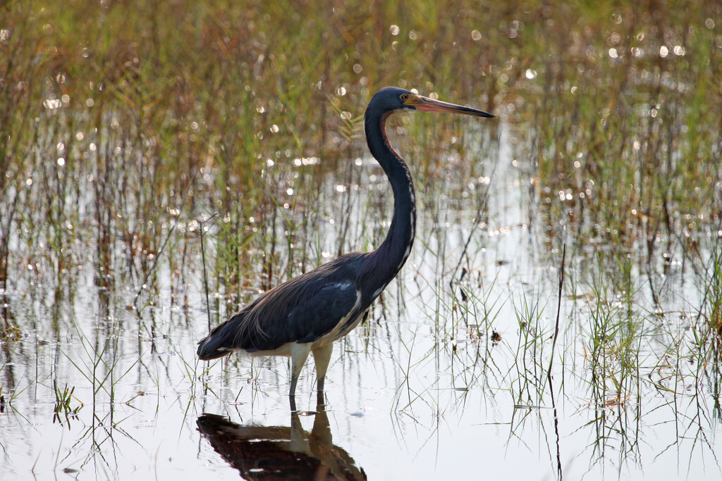 tri-colored heron by ellene