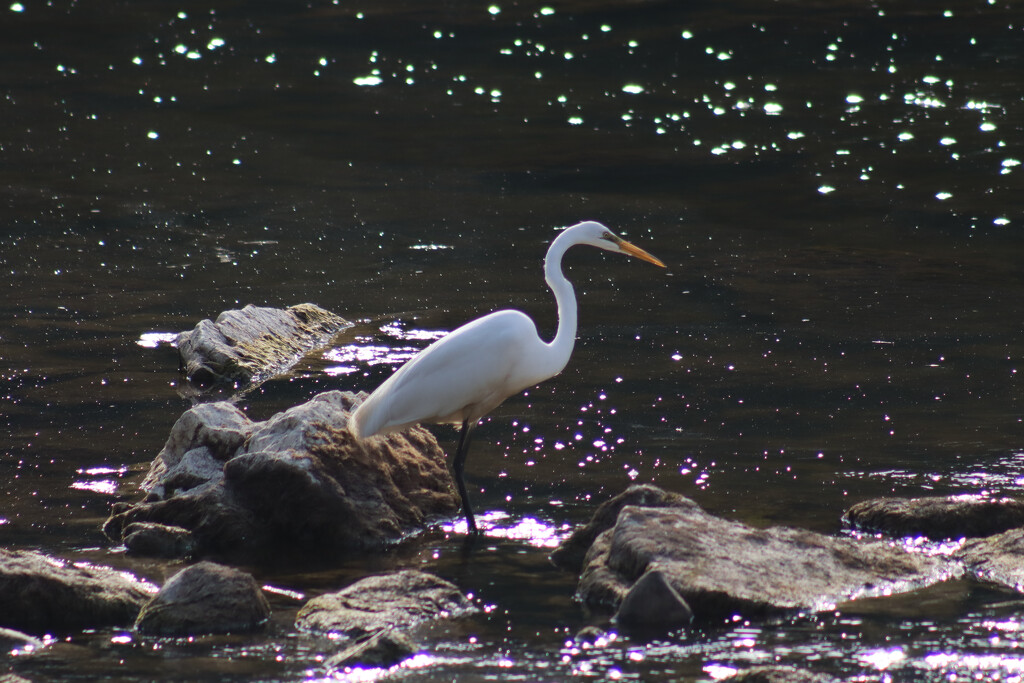 Great Egret in the Sauble River by princessicajessica