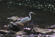 1st Jul 2023 - Great Egret in the Sauble River