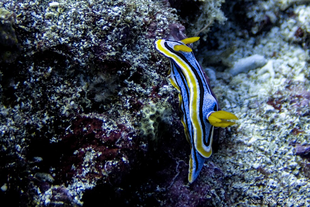 Nudibranch by wh2021