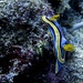 Nudibranch by wh2021