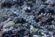 2nd Jul 2023 - Goby