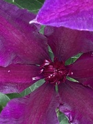 1st Jul 2023 - Clematis Flower