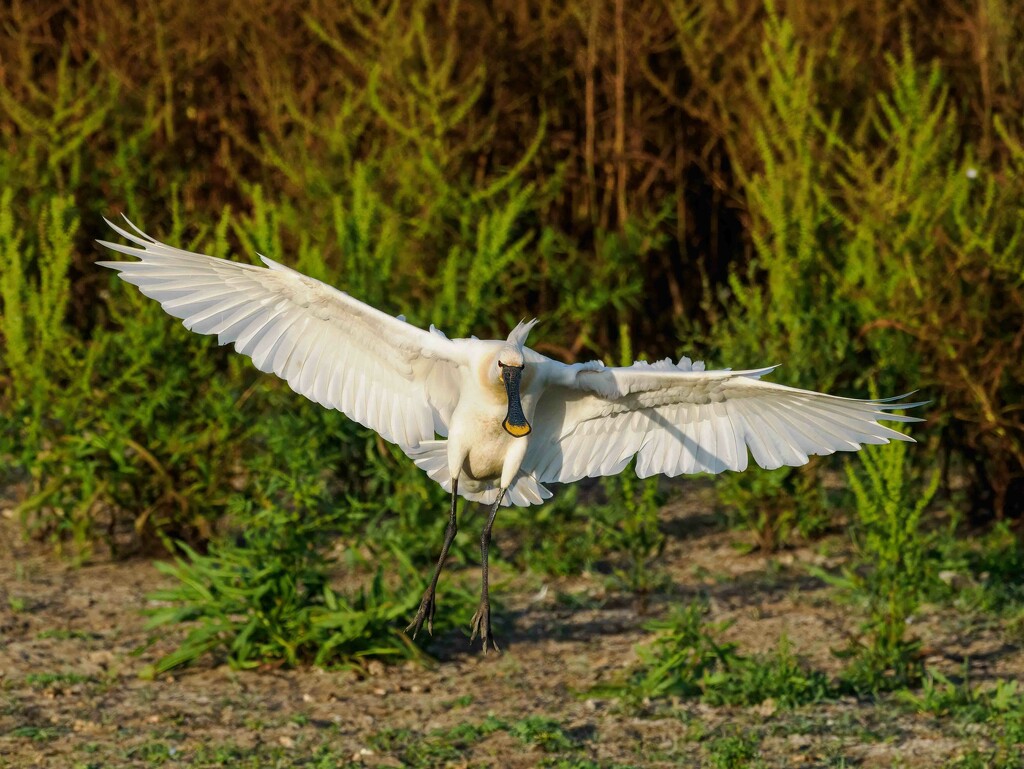 Spoonbill. by padlock