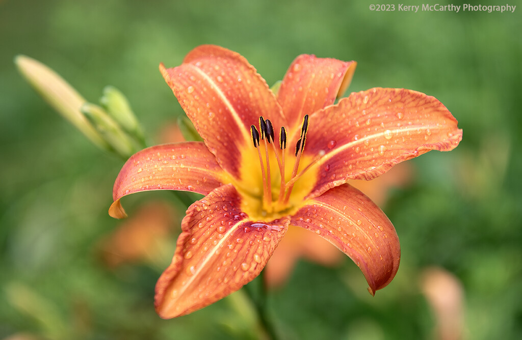 Lily after the rain by mccarth1