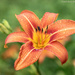 Lily after the rain by mccarth1