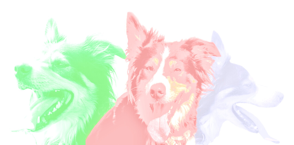 Colourful Collie (Again) by fbailey