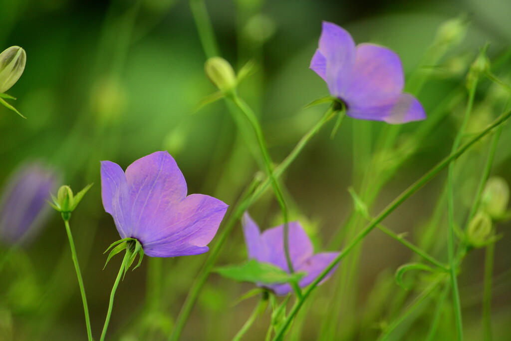 Dream a little dream by jayberg