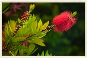 2nd Jul 2023 - Bottle brush