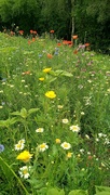 2nd Jul 2023 - Wild meadow flowers 