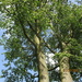 Tall Beech tree. by grace55
