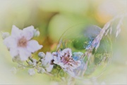 2nd Jul 2023 - Hedgerow and bubble..........