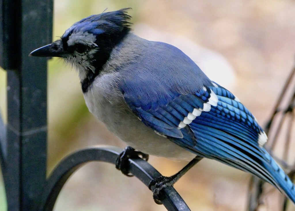 Blue Jay by sunnygreenwood