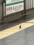 30th Jun 2023 - Sparrow at train station
