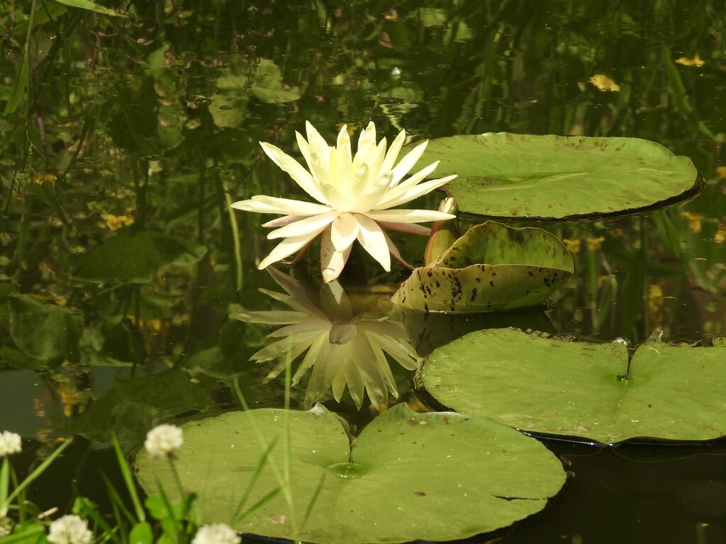 Yellow Pond Lily by susiemc