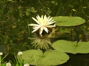 25th Jun 2023 - Yellow Pond Lily