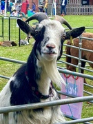2nd Jul 2023 - Pygmy Goat