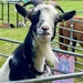 Pygmy Goat by carole_sandford