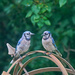 Two Jays by gardencat