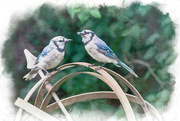 2nd Jul 2023 - Two Jays Again