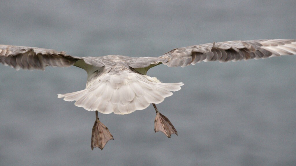 FULMAR FAILURE by markp