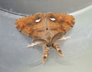 2nd Jul 2023 - I'm just a dull, brown moth...